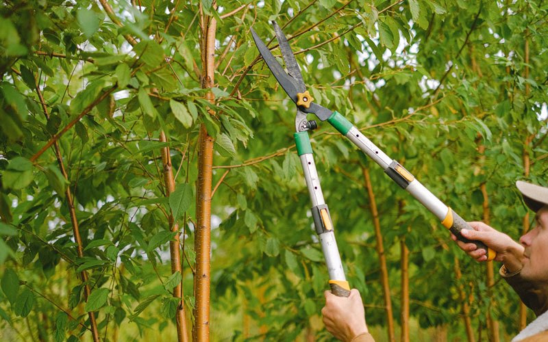 Tree trimming in Makanda, IL