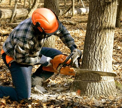 Tree Removal in Makanda, IL
